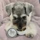 living treats canister schnauzer