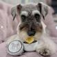living treats canister schnauzer