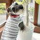 SALE30%OFF　wear cool mostect border tanktop