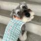 wear cool x cool 25℃ keep gingham button blue