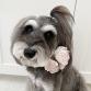 sale 50%OFF accessories corsage rose
