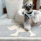 living f dog rug mat
