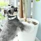 cotton collar leash set CROSS water x black