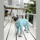 wear cool UV insect guard turquoiseblue