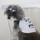 SALE20%OFF　cool x cool better world white SSのみ残り1点