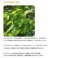 food white fox urajirogashi (Quercus salicina) gum