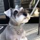 leash f gray　