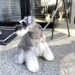 leash f gray　